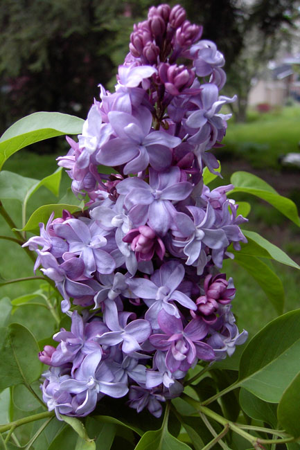 ''Nadezhda'' Syringa vulgaris