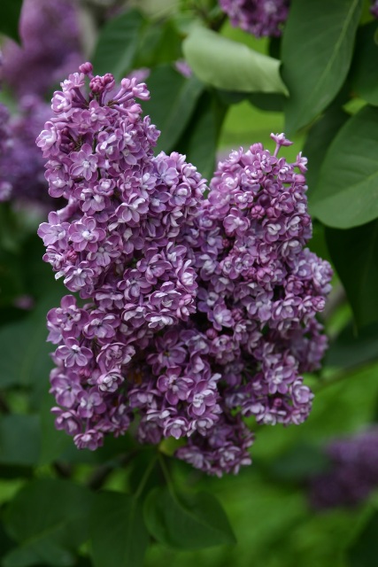 ''Pavlinka'' Syringa vulgaris