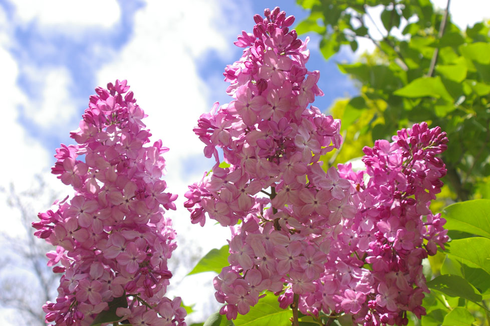 "Gortensiya" Syringa vulgaris
