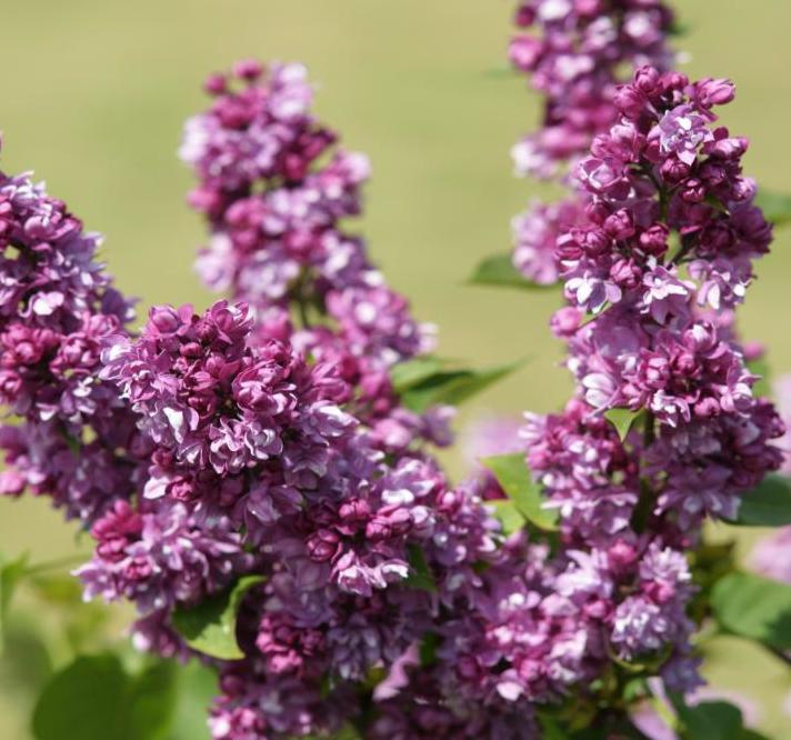 ''Ogni Donbassa'' Syringa vulgaris