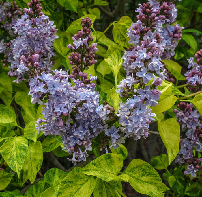 "Aucubaefolia" Syringa vulgaris