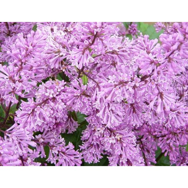 "Minuet" Syringa prestoniae 