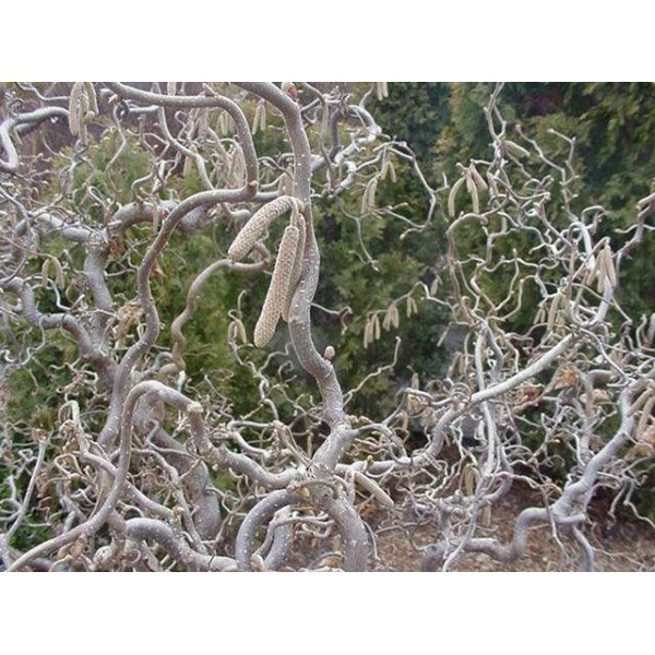 Corulus "Contorta" Corulus "Contorta"