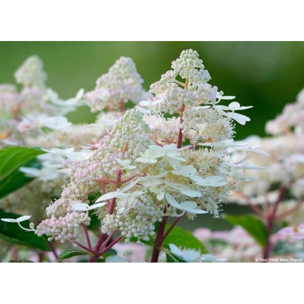Hydrangea paniculata "Early Harry"