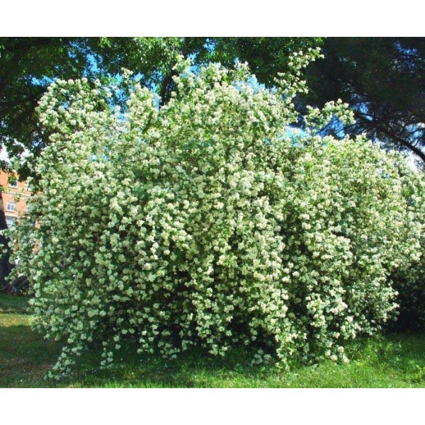 Philadelphys 'Kalina'
