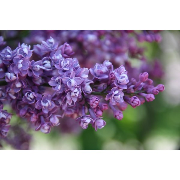 "Leonid Kolesnikov" syringa vulgaris