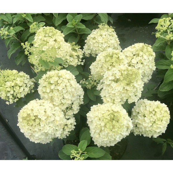 Hydrangea paniculata "Little Lime"