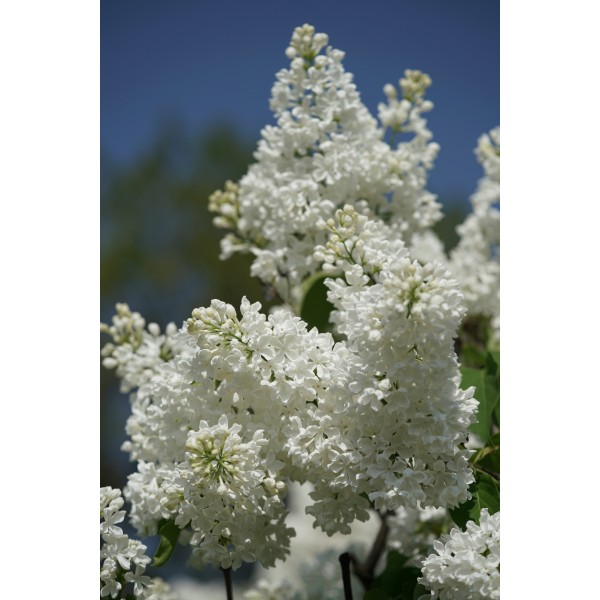 "Māte Ede Upītis" Syringa vulgaris