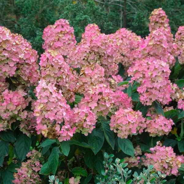 Hydrangea paniculata "Pink Diamond"