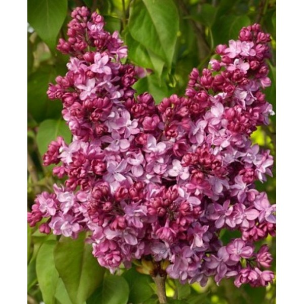 ''Prince Wolkonsky'' Syringa vulgaris