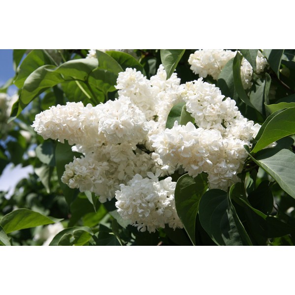 Syringa vulgaris "Princesse Klementine"