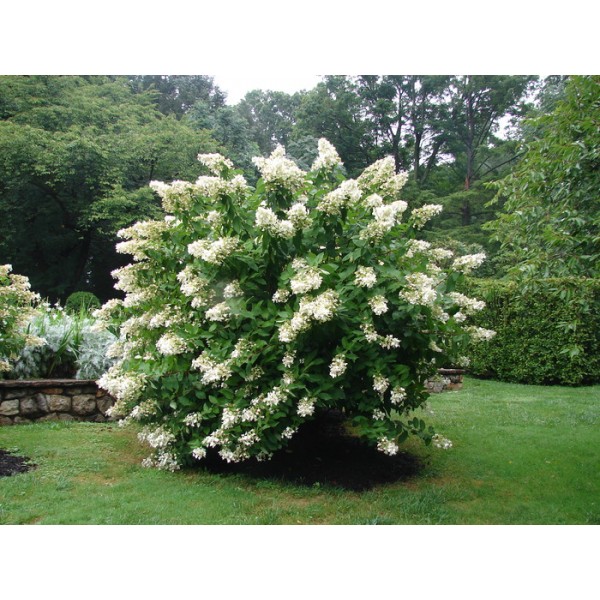 Hydrangea paniculata "Unique"