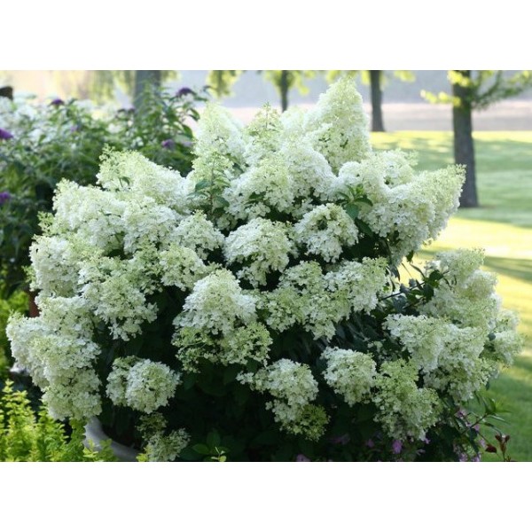 Hydrangea paniculata "Bobo"