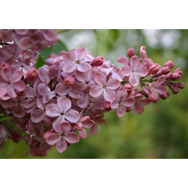 ''Mulatka" Syringa vulgaris