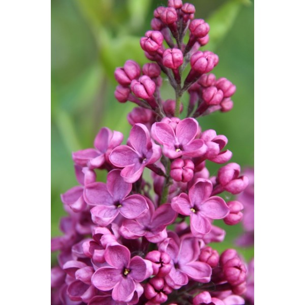 ''Sarah Sands'' Syringa vulgaris