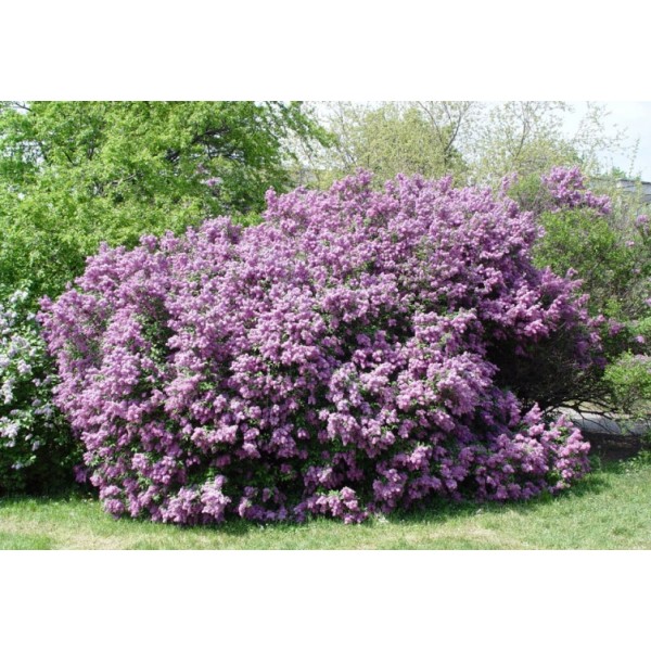 ''Saugeana'' Syringa chinensis