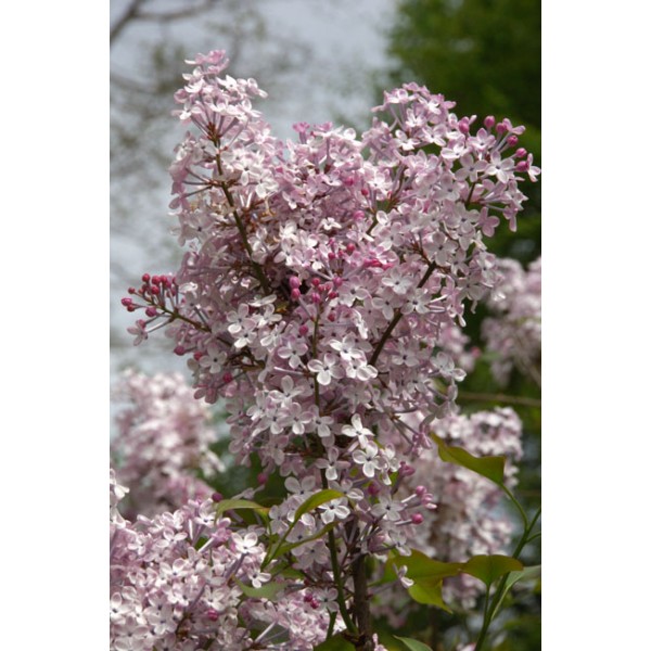 Platlapu ceriņš. Syringa Oblata 