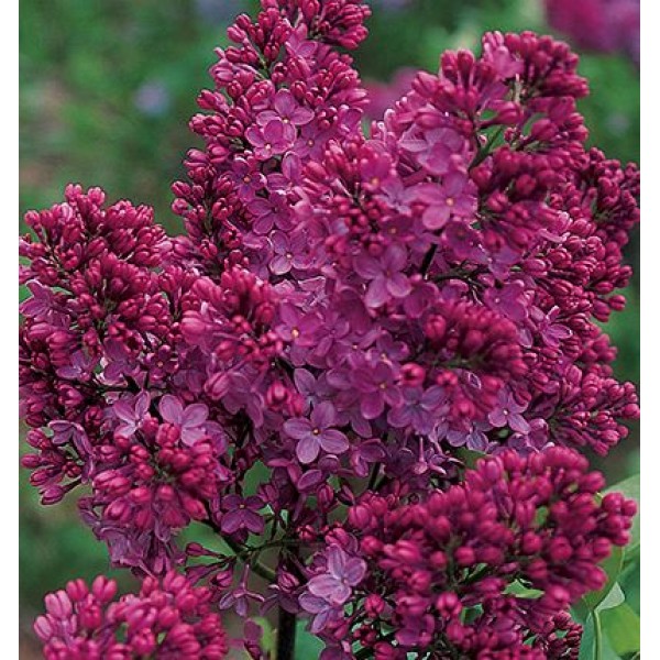 Syringa vulgaris "Congo"