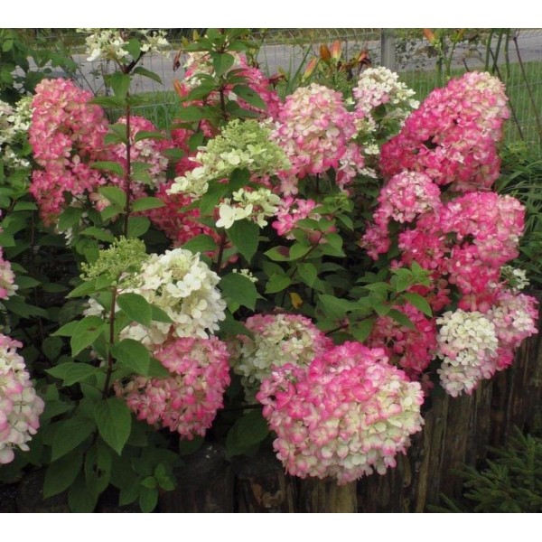 Hydrangea paniculata "Diamant Rouge"