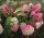 Hydrangea paniculata "Diamant Rouge"