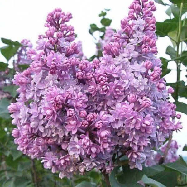 Syringa vulgaris "Kolchoznica"