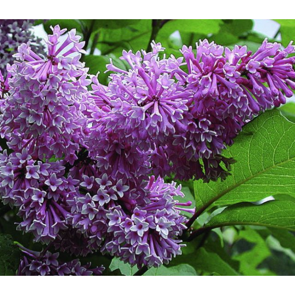 "Royalty" Syringa x. Josiflexa 