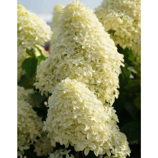 Hydrangea paniculata "Skyfall"